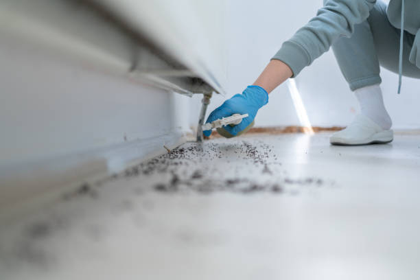 Best Termite Control Services  in Westmont, IL